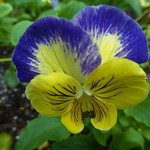 PANSY