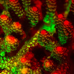 Underwater fluoroescence by Shawn Miller