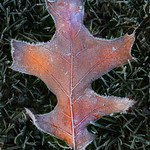 Frost crystals on Black Oak leaf
