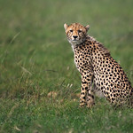 Spotted by a Cheetah