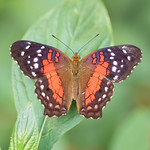 Anartia amathea