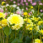 Kitchen Garden @ Chartwell