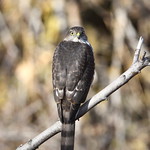 Sharp-shinned Hawk Accipiter striatus,