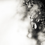 Trapped - Fanal, Madeira