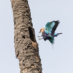 Coracias cyanogaster, Blue-bellied Roller, Blauwbuikscharrelaar