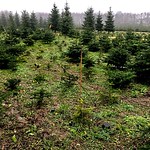 #Christmas #Tree #Farm