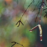 Collage293 after the rain , a little sun