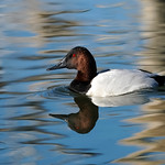 Canvasback Drake