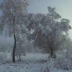 Frozen trees
