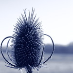 Dry Thistle