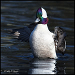 Bufflehead, male