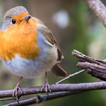 Mr Robin