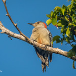 Red-bellied Woodpecker 500_6481.jpg