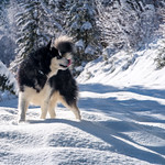 Alaskam Malamute Denzel