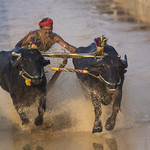 Kambala