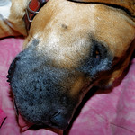 8/118 - Love your pet day