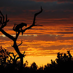 Nightstalker (Composition)