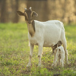 Spectre Goat + Baby