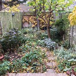 Autumn garden