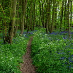 Woodland path.