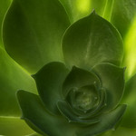 Backlit Green Succulent Head