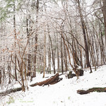 Chestnuts Roasting....