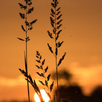 Nature's silhouettes