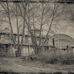 Goldenrod Showboat_Textured