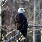 The Beautiful Bald Eagle