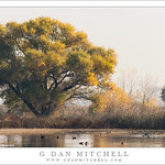 Marshland Trees, Autumn Haze