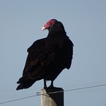 Turkey Vulture--Cathartes aura