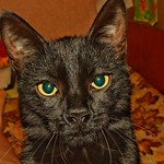 My name is Bagheera.