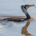 Fast Forward..........