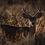 Red Deer in Evening Sun