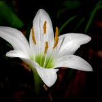 ATAMASCO LILY
