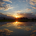 Sunset On The Field Rice