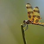 Butterscotch Dragonfly perched on sunny stem