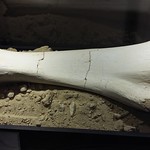 T&Iacute;BIA DE TITANOSSAURO