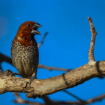 Scaly breasted Munia Madrona Marsh Torrance California 101