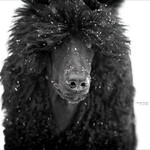 gettin' his snow on 6.52