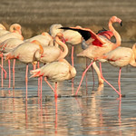 Flamingos