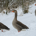 Snowy Leybourne Lakes