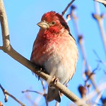 purple finch male at Lake Meyer Park IA 854A7329