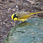 helmeted honeyeater