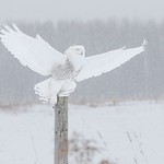 Harfang des neiges - Snowy owl
