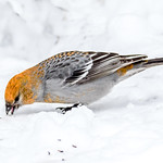 Pine Grosbeak, female