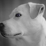 Blue the White Goberian - Pentax 67II - Super-Takumar/6x7 150mm f/2.8 - HP5+