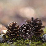 Before winter comes／秋盡冬來