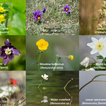 Selection of British plants in the buttercup family
