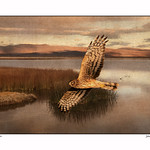 Northern Harrier at The Schoolhouse Blind ~ Original Tanka Poem